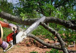 Best Tree Disease Treatment  in Garrett, WA